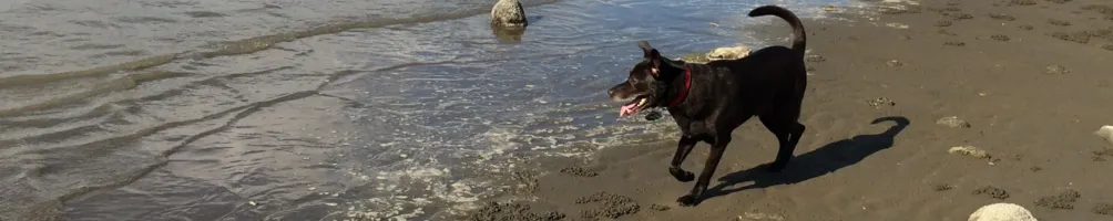 犬貓內科・學 | 學犬貓內科