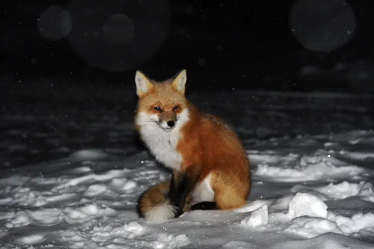 雪變大要說 Bye Bye 了