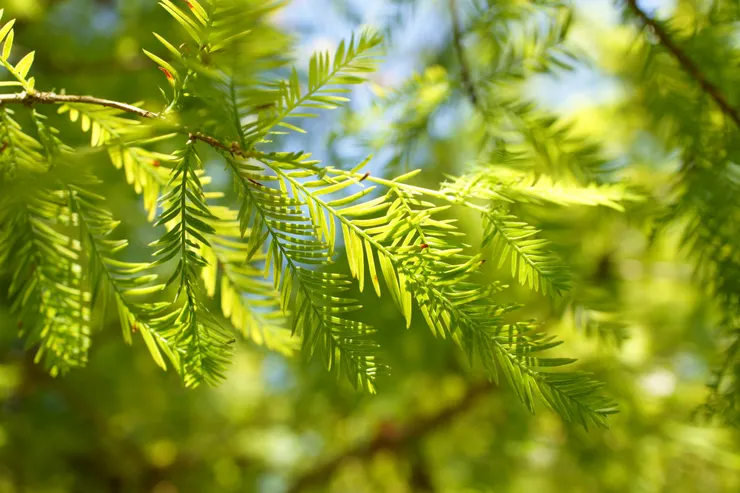 攝於清境農場-雲舞樓