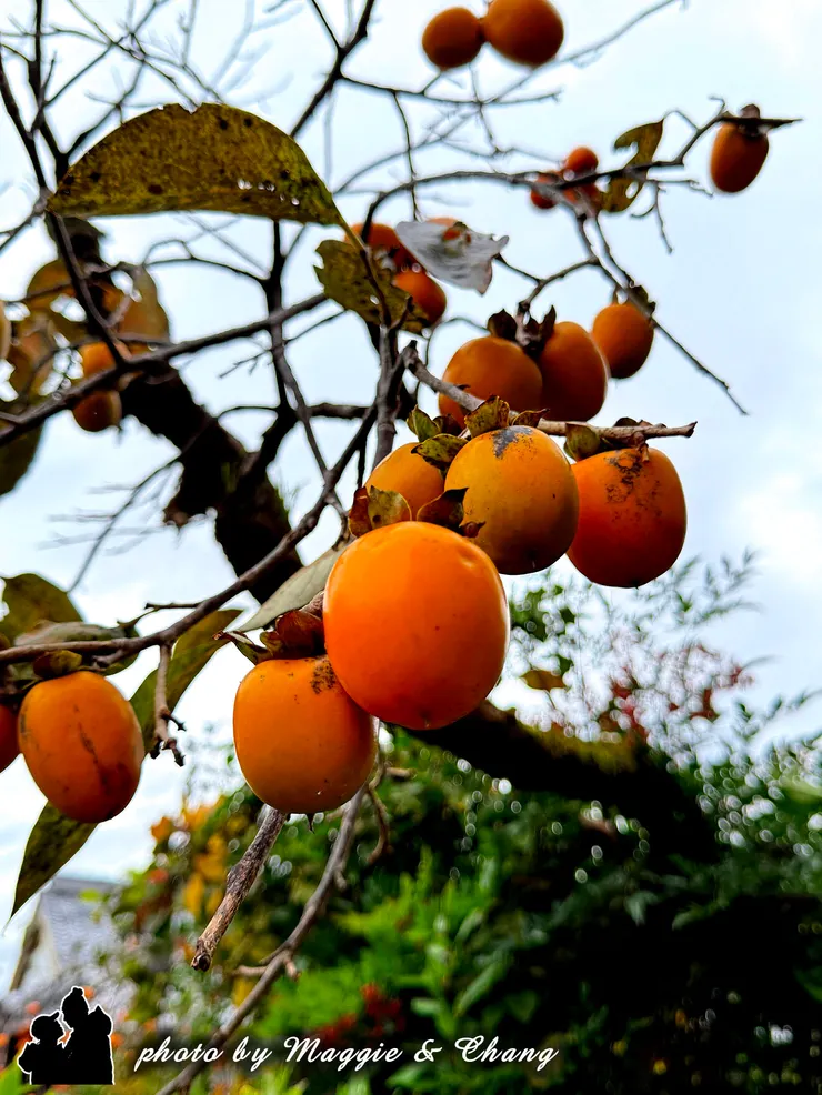 果實壘壘的甜柿