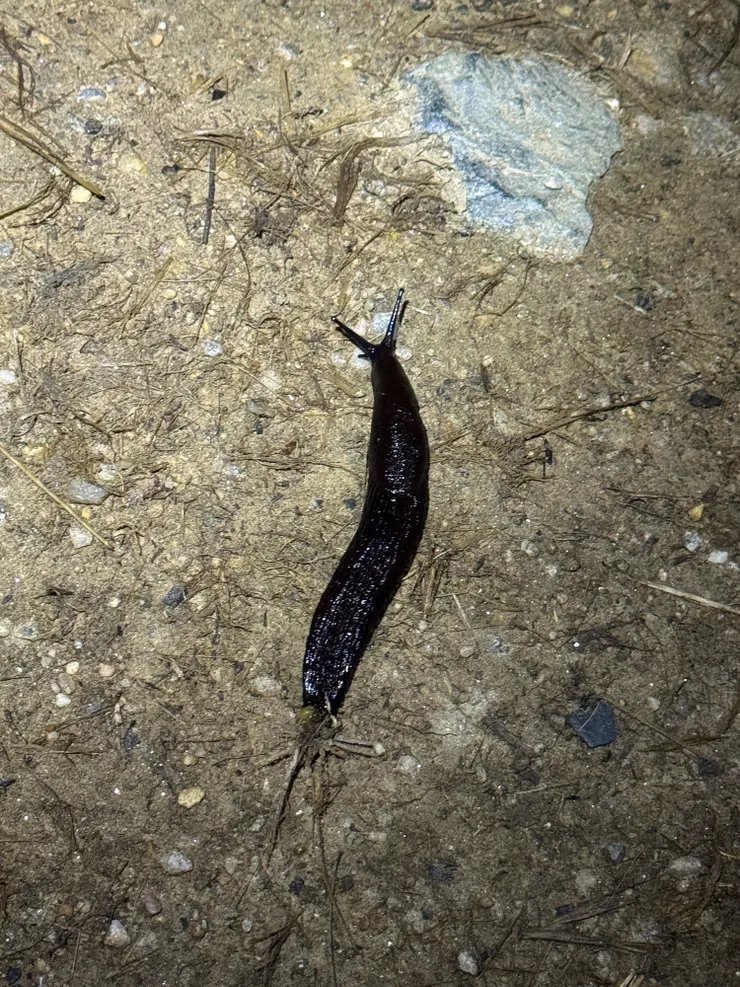 路上好多超大蛞蝓，沿途還有牛、驢子、馬