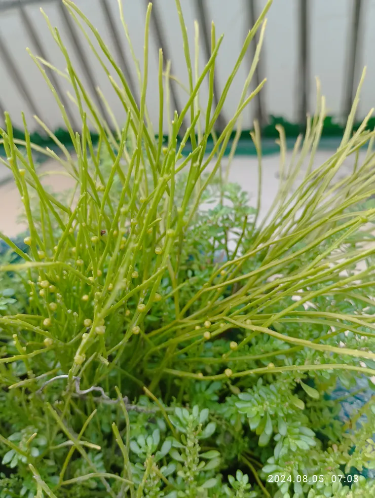 自家台上針葉蕨與小葉冷水花