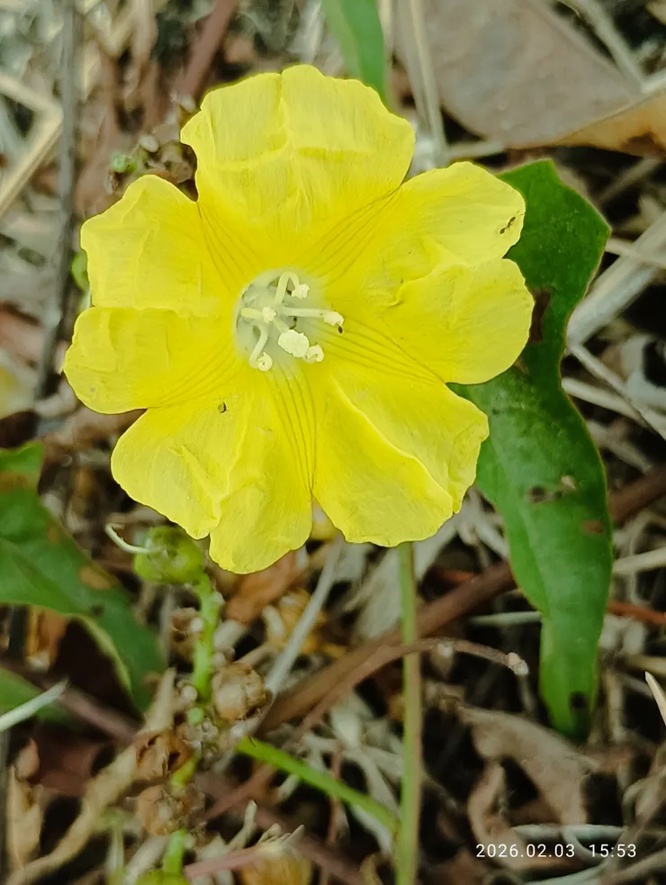 一期一會呀！偎人猶見羞呢！