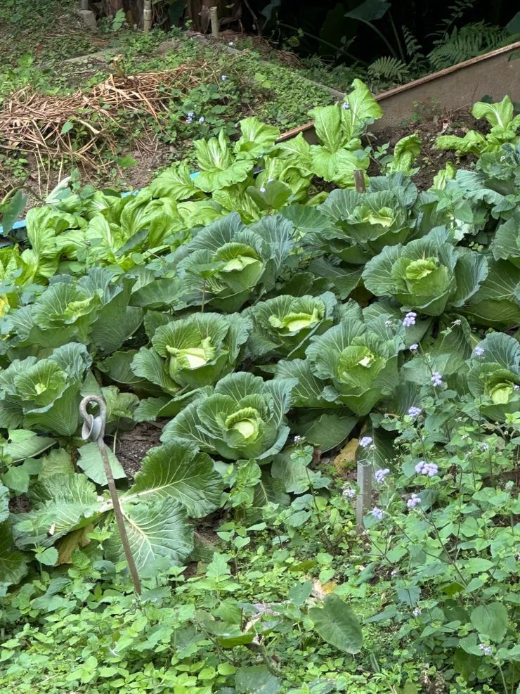 聽朋友說是高麗菜? 突然覺得自己是生活白癡