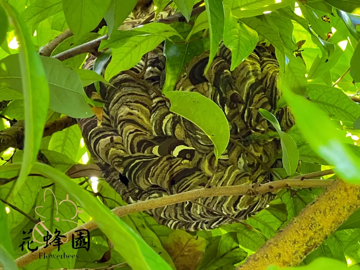 花蜂園1