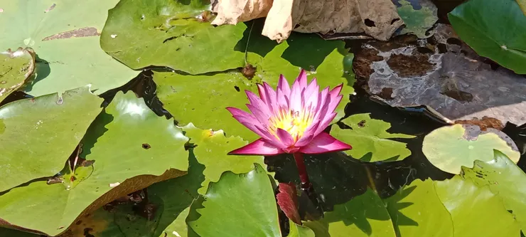 吴哥博物馆门前水塘