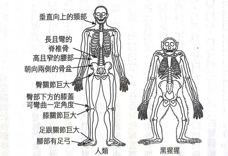 截自《從叢林到文明，人類身體的演化和疾病的產生》