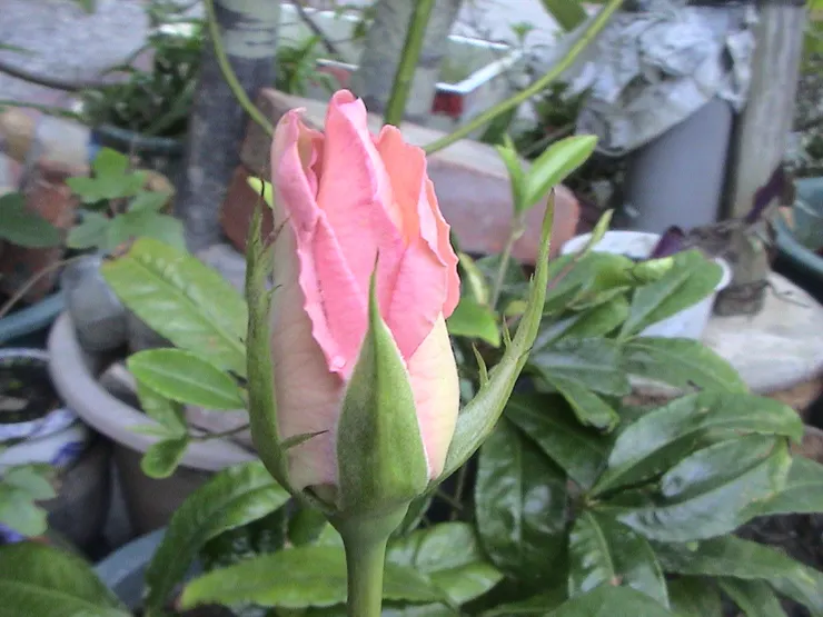 粉色是柔柔的慰藉與關懷