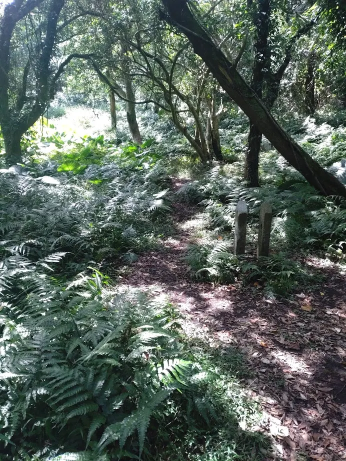 陳霞林夫人墓遺址現況