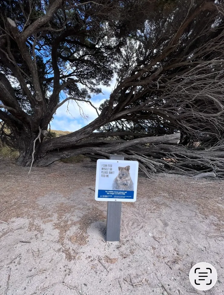 有微笑老鼠出沒的地方，都會有這樣的告示牌，希望遊客不要餵食