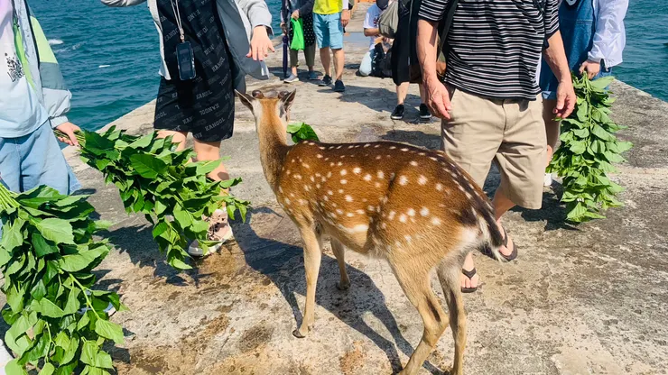 對鹿來說,應該就是食物自己送上門吧。