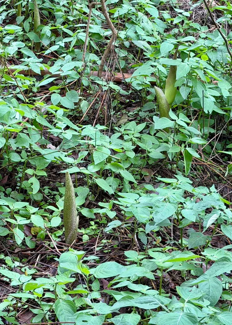 密毛魔芋（學名：Amorphophallus hirtus），是台灣特有種的植物