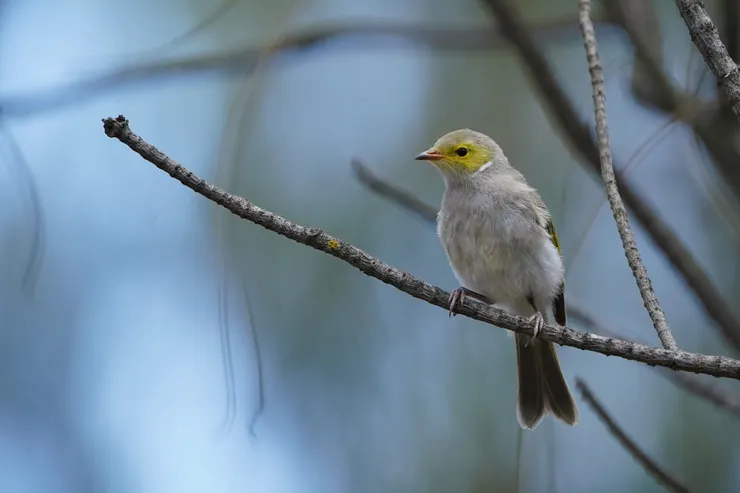 昆州內陸數量很多的 White-plumed Honeyeater