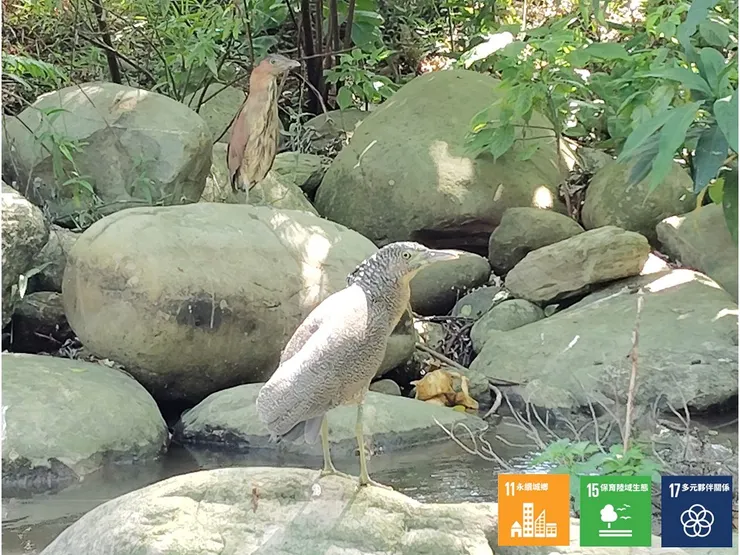 兩隻監工的黑冠麻鷺