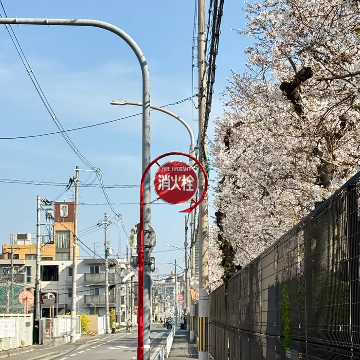 公司圍欄旁的櫻花樹