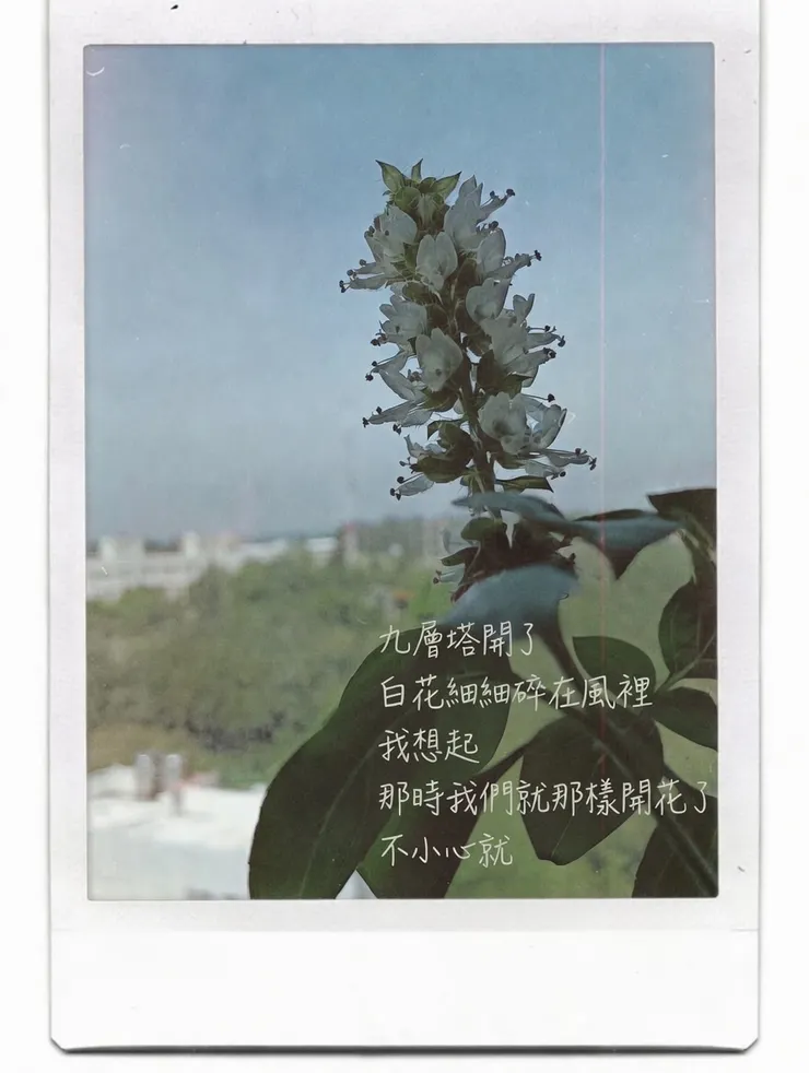 九層塔花開了 【梵靈乾坤】工作室提供