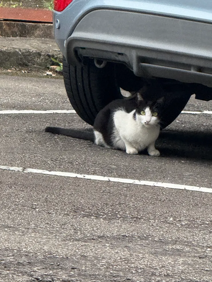 2026/04/15 貓貓一號