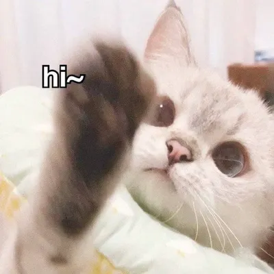 這裡有插畫可以看