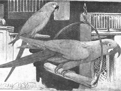 1895年時以灰綠金剛鸚鵡（右）及斯皮克斯金剛鸚鵡（左）繪製的單色插圖