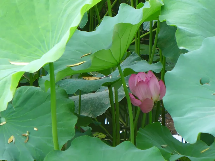 西安興慶公園荷花池 @作者拍攝202307