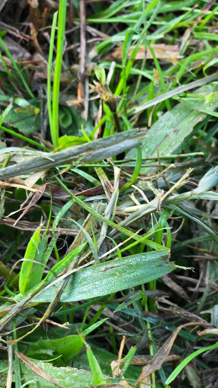 久違的朝露，你好…