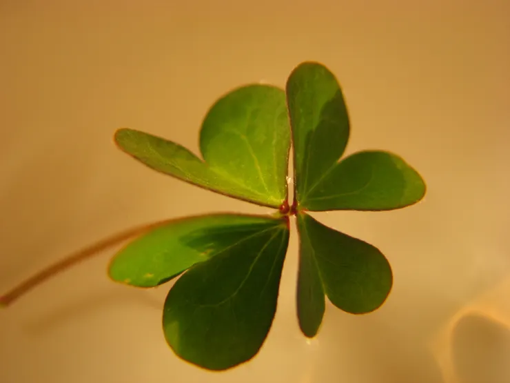四葉酢醬草(幸運草)