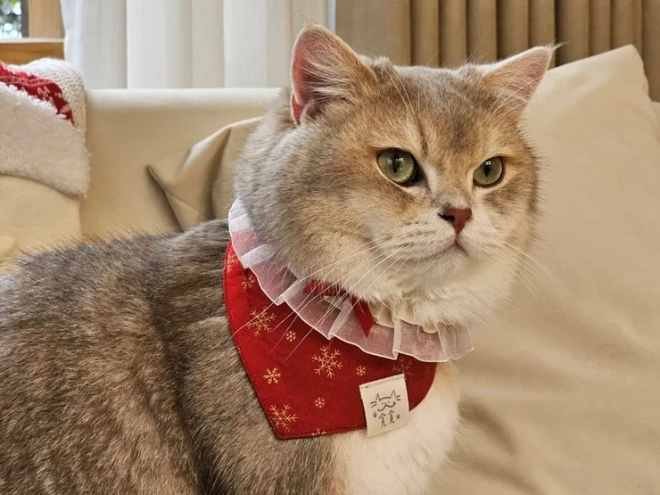 圖說：貪貪Munchee推出耶誕限定兩款組合，內含超萌寵物領巾，輕鬆幫毛小孩打造應景裝扮，毛爸媽不要猶豫趕緊下單吧！（資料來源：貪貪Munchee）