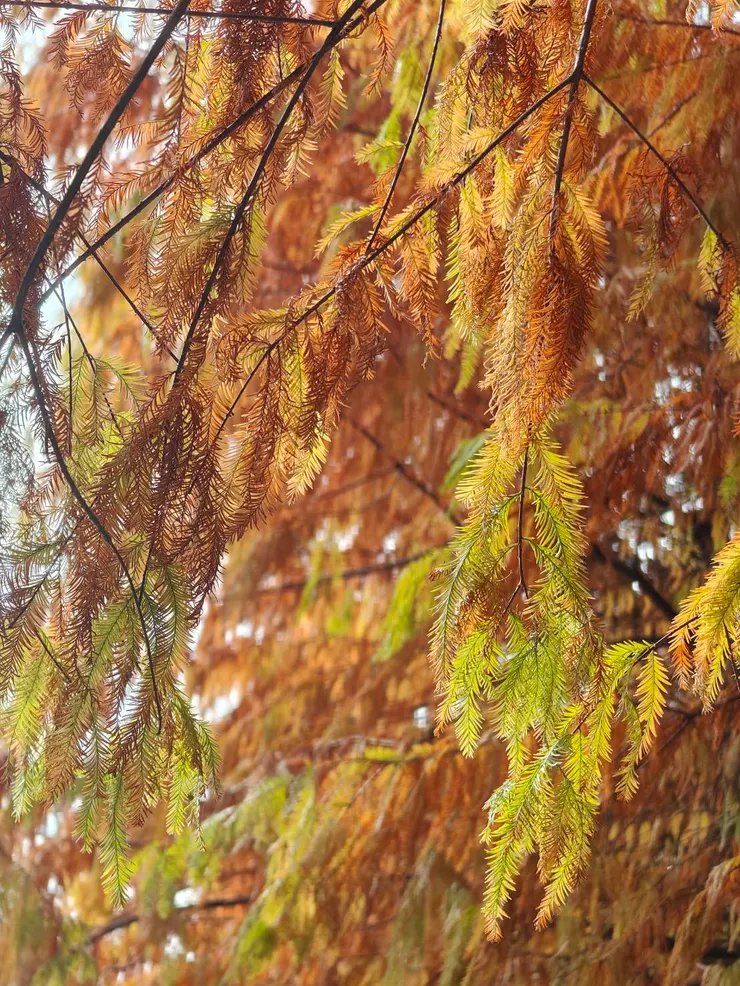 超美的橙色系落羽松樹葉