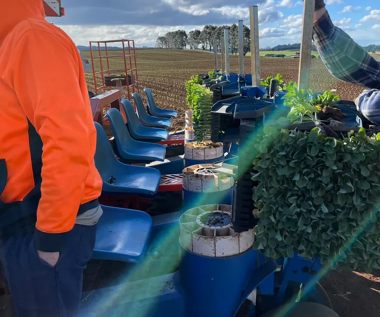 種苗的人會拿右側的苗丟進下方的洞裡，隨著工作車往前開，苗就會種進土裡，如果右側苗拿完，其他工作人員會協助補板。