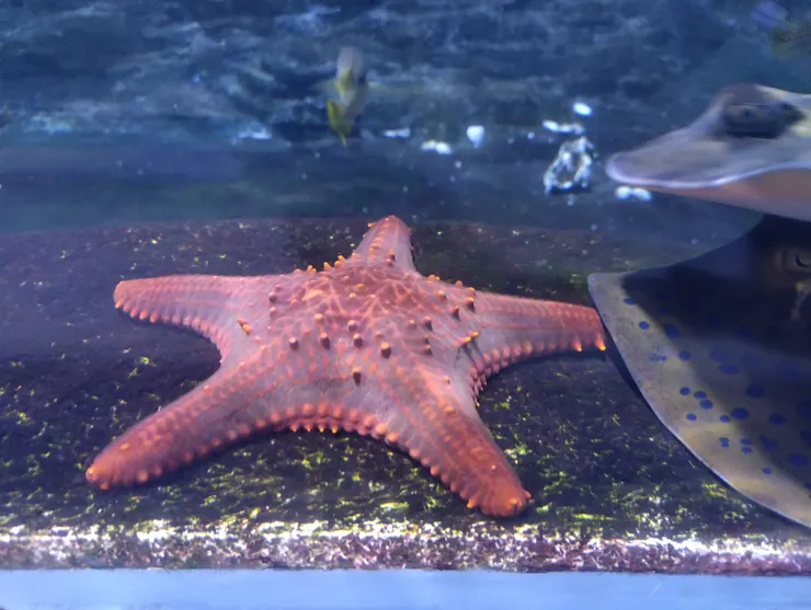 潮間俯視缸-棘瘤海星