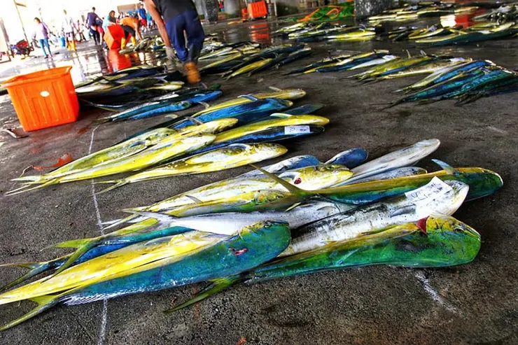 鬼頭刀:成功漁港閃耀著美麗光澤的洄游漁獲。