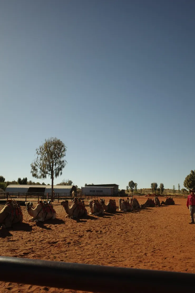 駱駝們已經準備好在等我們拉!