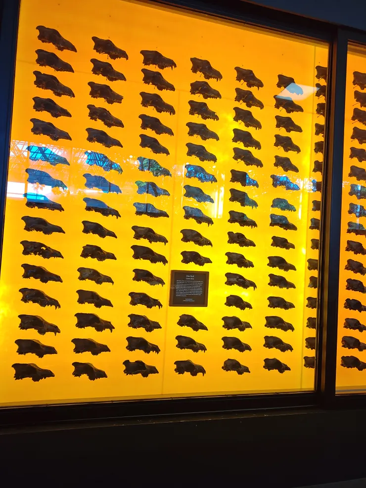 琳瑯滿目的恐狼頭骨