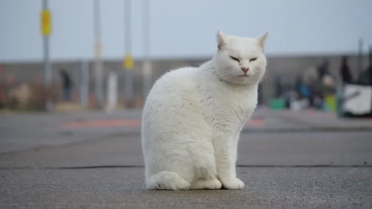 日本的貓貓的站姿都很含蓄，常常見到雙腿拍在一起，很有禮儀