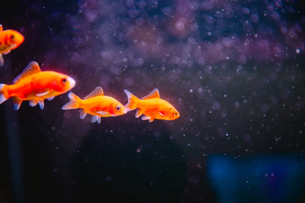 「NASIR 街角映像小書店」