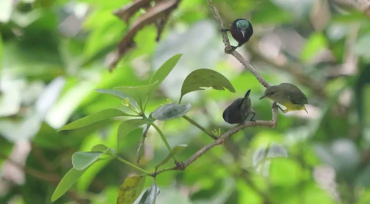 Van Hasselt's sunbird一家大小