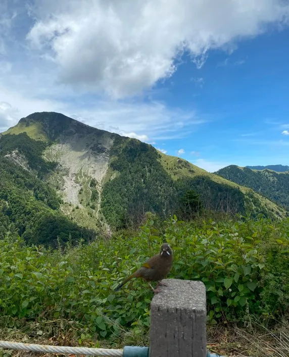 安靜被我拍照的鳥 搖頭再看我