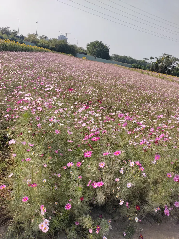 左邊的波斯菊花田