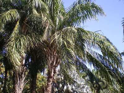 src