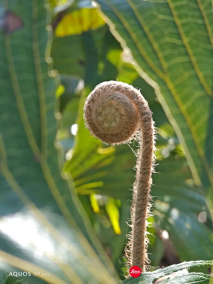 逆光的蕨幼葉(SHARP AQUOS R9 pro,65mm近拍)