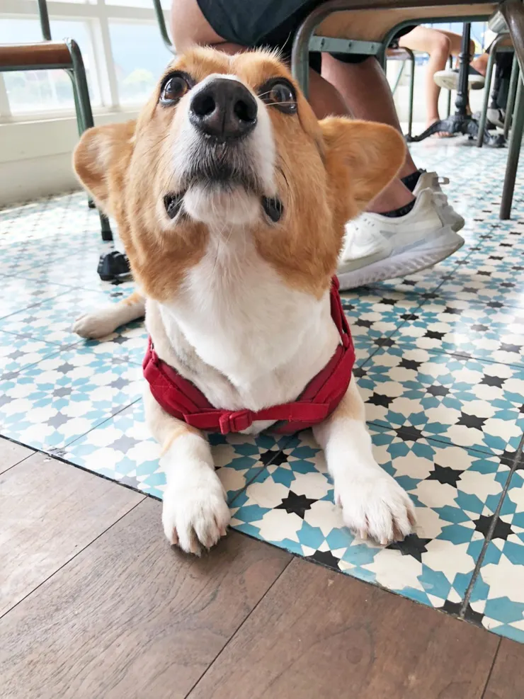 很難得下午茶店是寵物友善餐廳，但餐廳可能是太香了，阿忌一直興奮的聞來聞去