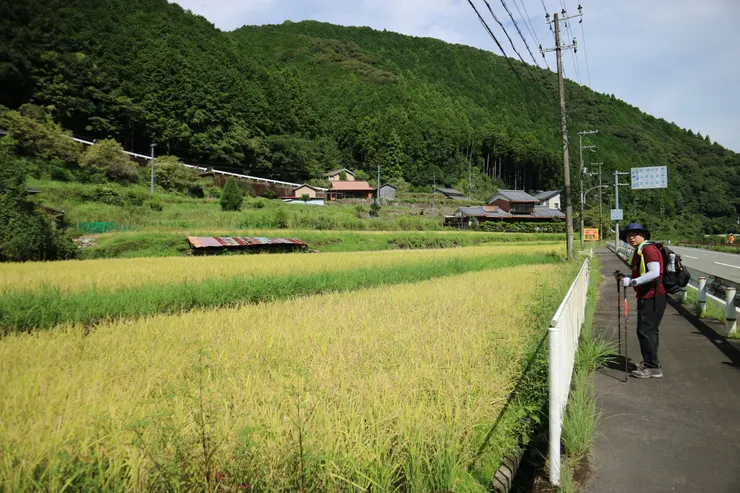 沿途經過金黃稻田