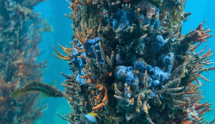 觀景窗觀察海洋生態