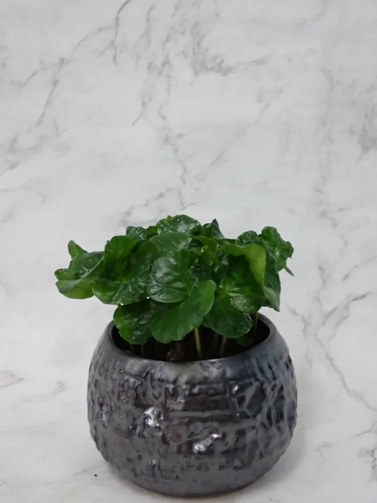 中正社大114.04.23