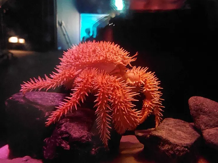 棘冠海星~