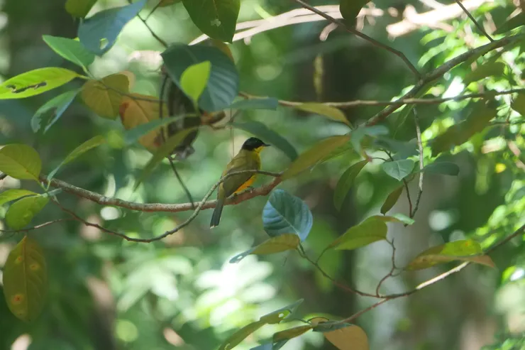 Endemic Bird Black-capped bulbul