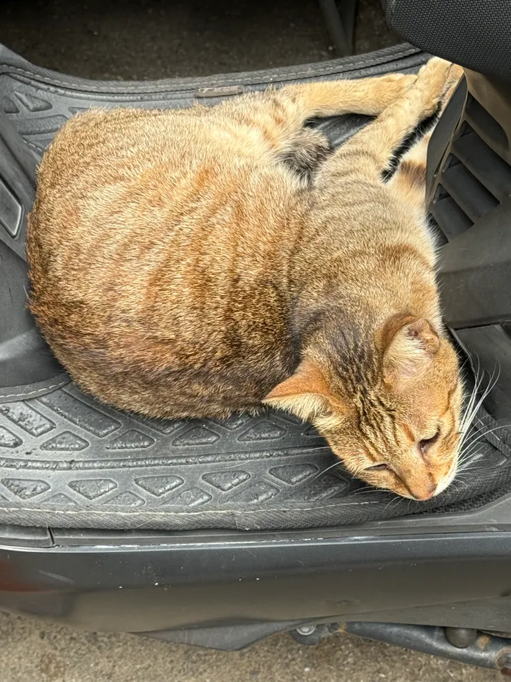 2026/04/11 少根筋的貓貓