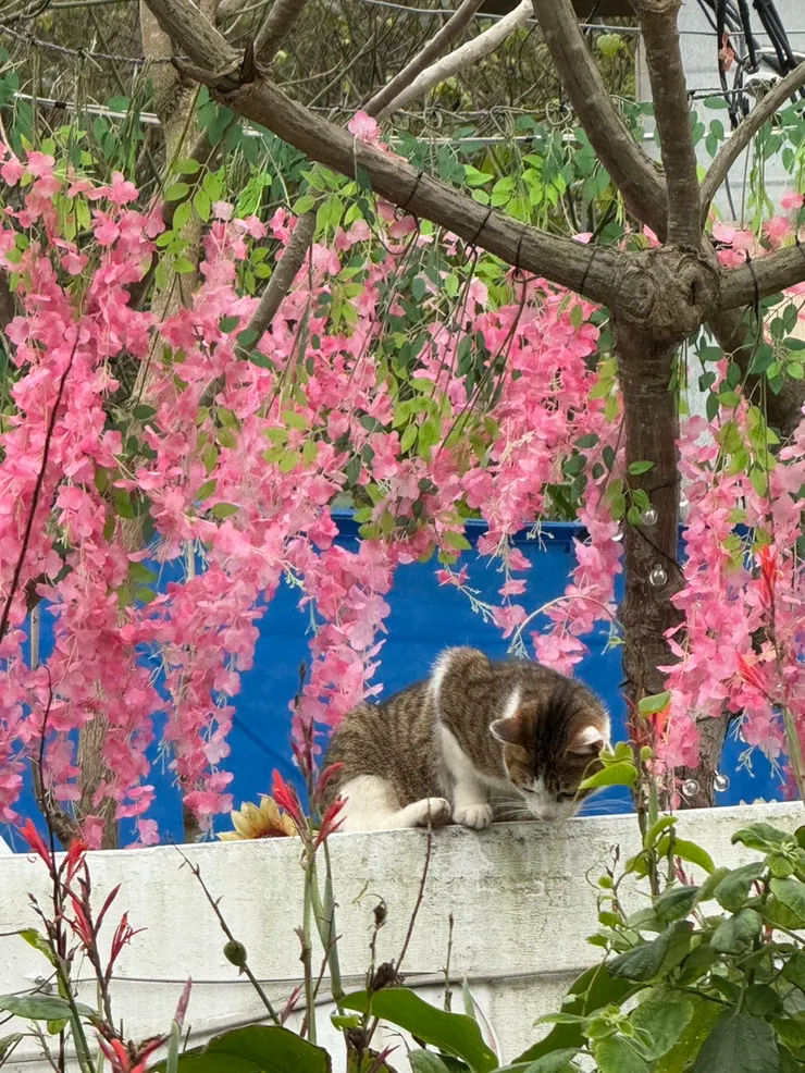 旅途處處可見的驚喜—小貓