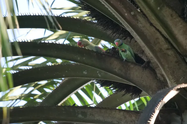 前面是Layard's Parakeet，斯里蘭卡獨有品種，後方是Alexandrine Parakeet