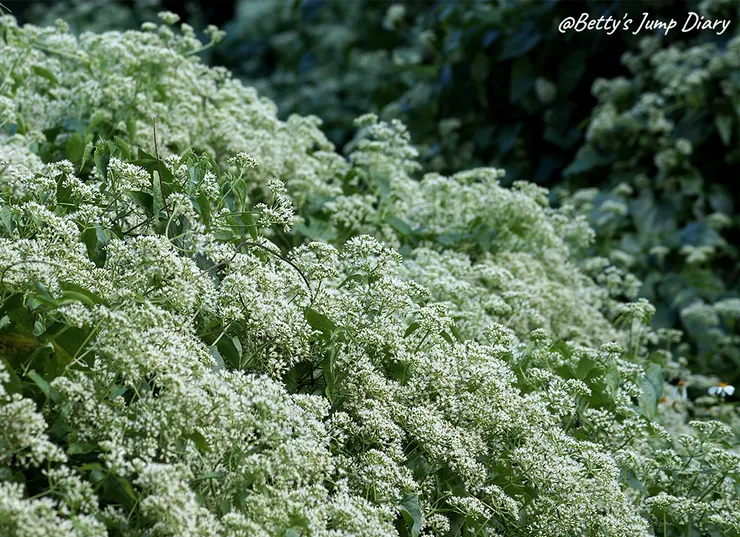 ▲峨眉湖吊橋風景區/圖片來源:Betty's Jump Diary